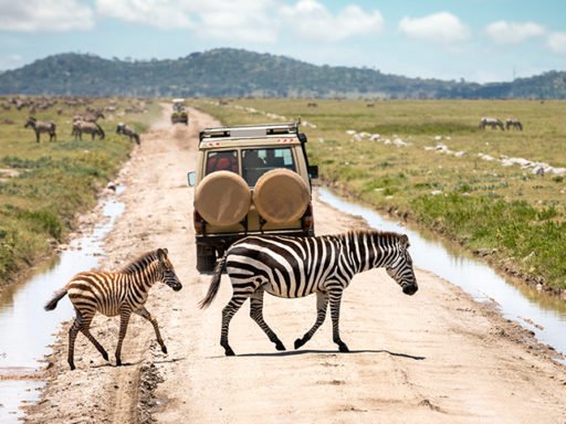 safari tours