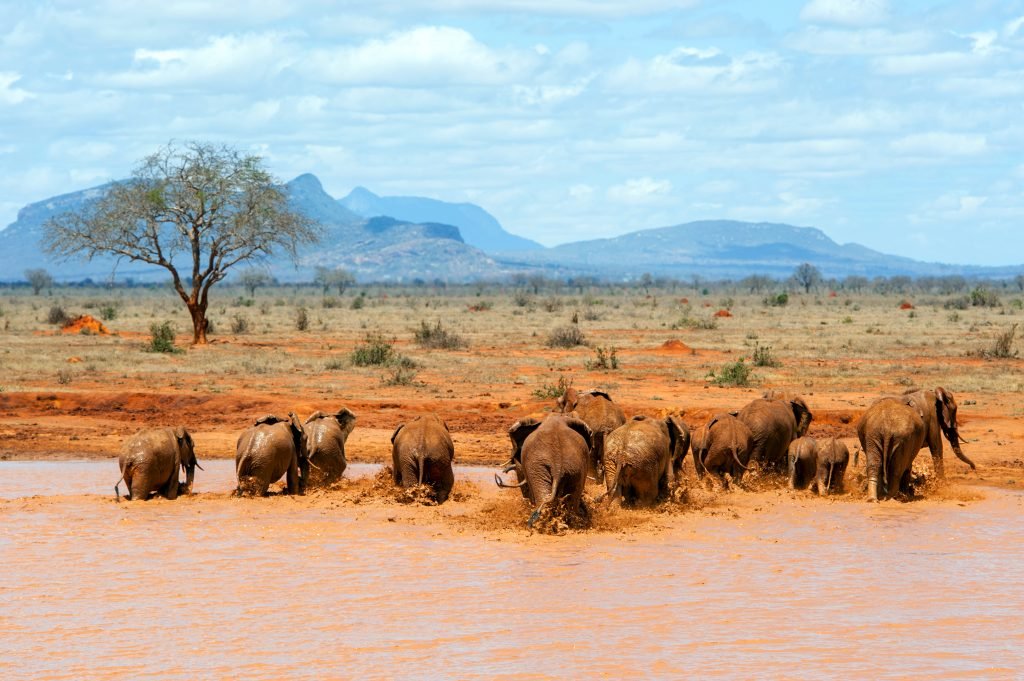 Drunken Elephant Mara