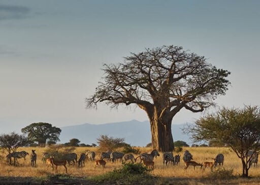 walking safari