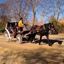 Central Park Horse and Carriage Rides