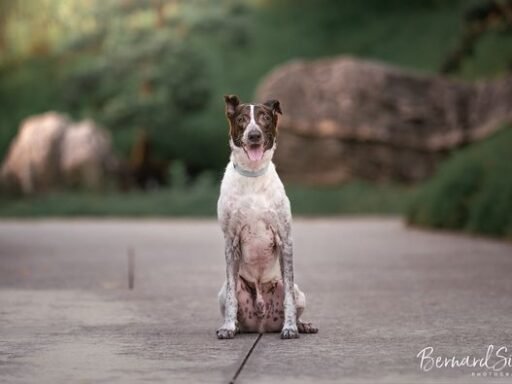 Professional Dog Photography