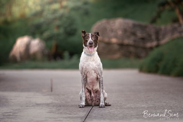 Professional Dog Photography