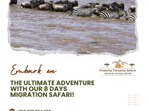 great migration safari