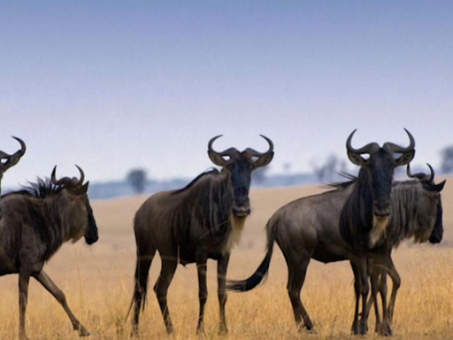 https://www.chalematanzaniasafaris.com/5-days-wildbeest-calving-safari